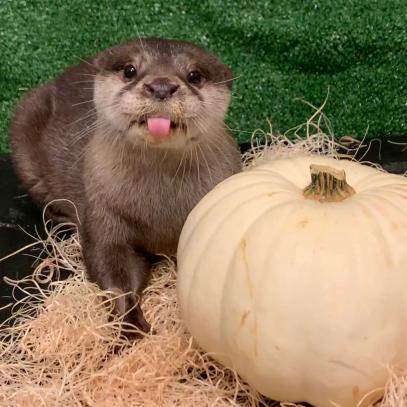 Fall in Love with the Marine Animals of Georgia Aquarium